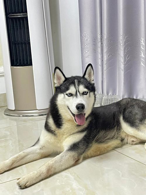 哈士奇空调维修：科技与温度的和谐交融 家庭维修