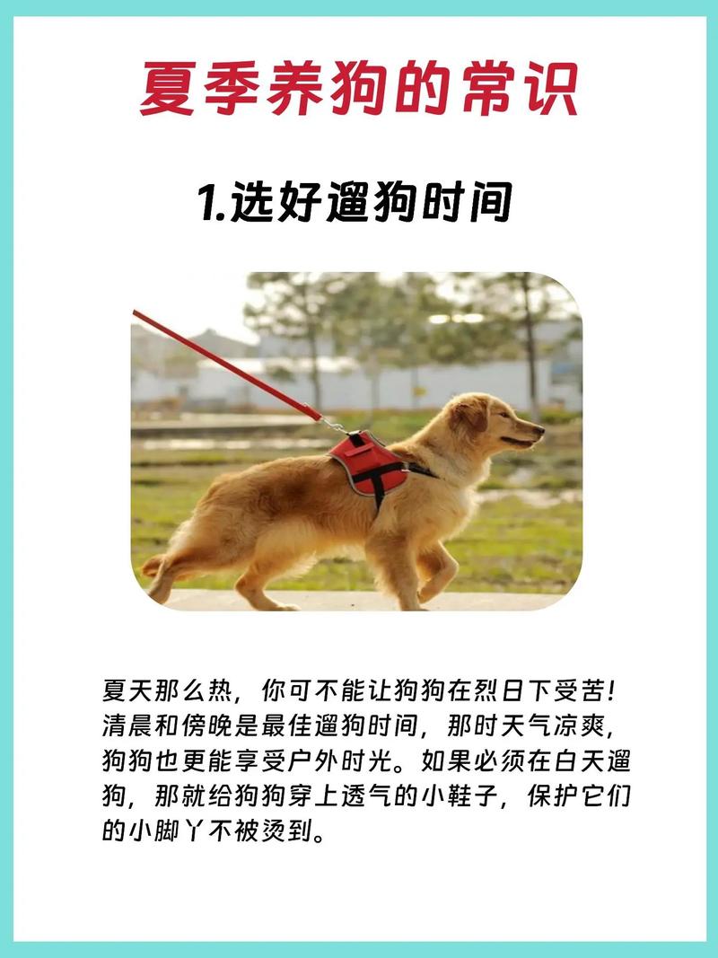 夏日炎炎，狗屋空调维修，清凉一夏守护爱宠 家庭维修