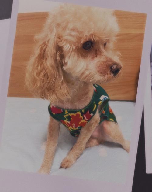 泰迪空调：匠心独运，为您夏日送清凉 家庭维修