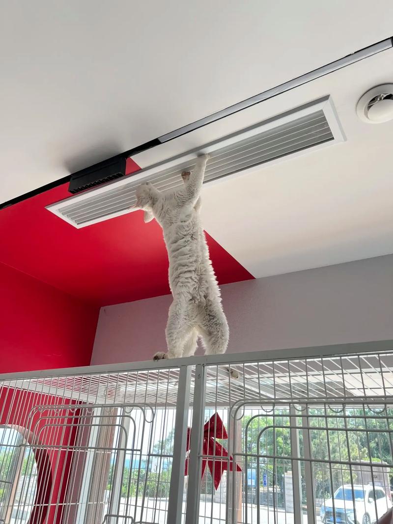 空调维修猫师傅：专业与热情的守护者 家庭维修