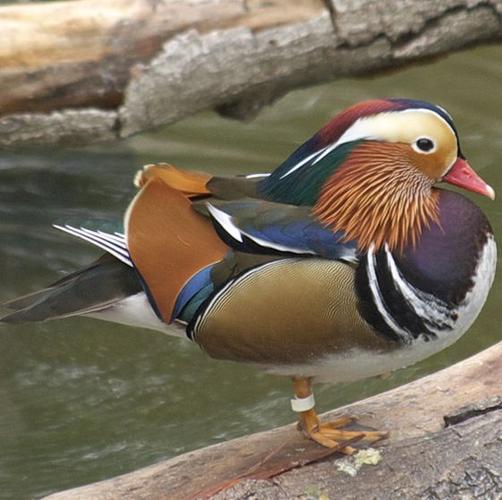 鸳鸯鸟空调，制冷与温馨并存的艺术 家庭维修