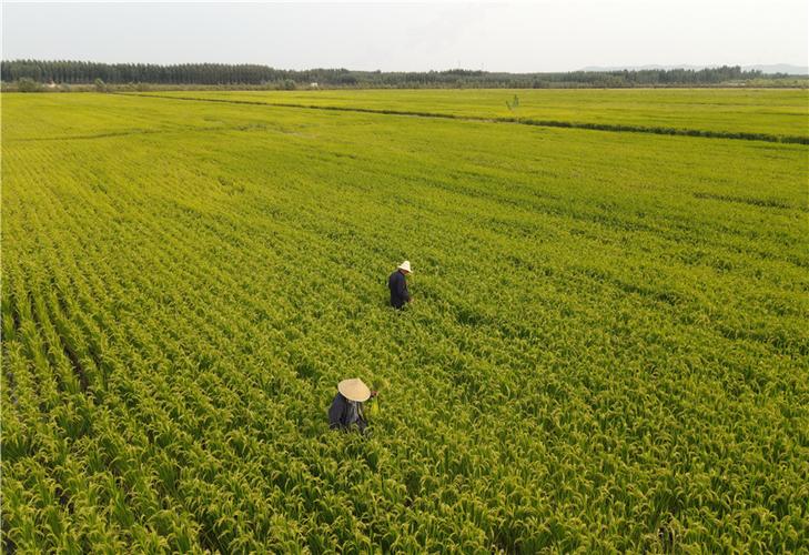 仲村镇：空调维修的绿色守护者 家庭维修