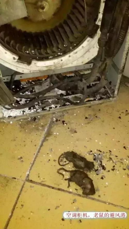 空调维修中的意外发现:空调内竟藏有老鼠,专家提醒及时清理 家庭维修 空调维修中的意外发现:空调内竟藏有老鼠,专家提醒及时清理 家庭维修