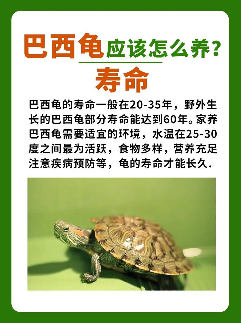 乌龙之友,养乌龟，净化空气的新选择_养乌龟能净化空气 电池更换