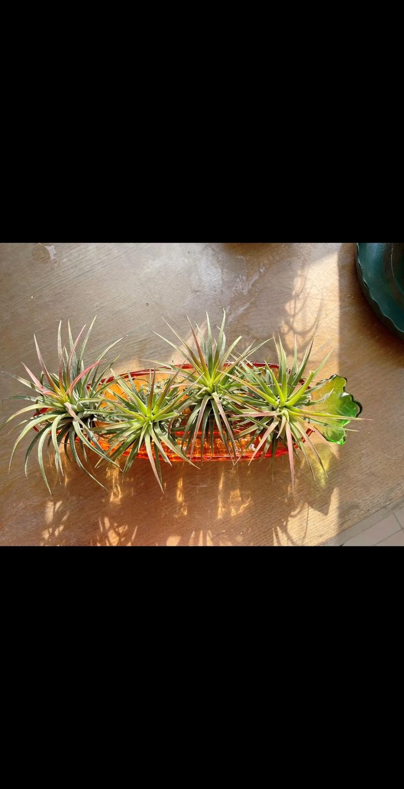 介绍空气凤梨,沾水之谜与养护攻略_空气凤梨能沾水吗 水管维修