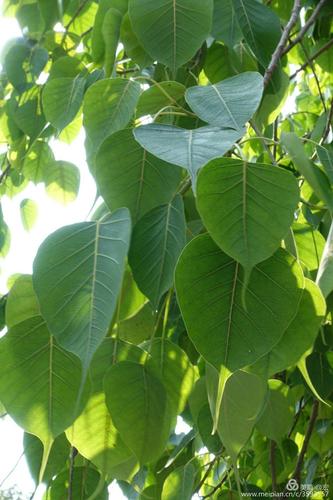 佩高空气能厂址选址步骤,优化产业布局，助力绿色发展_佩高空气能厂址 相机维修